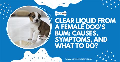 yellow liquid leaking from dogs bum|Dog Leaking Clear Fluid from Anus: 8 Causes。